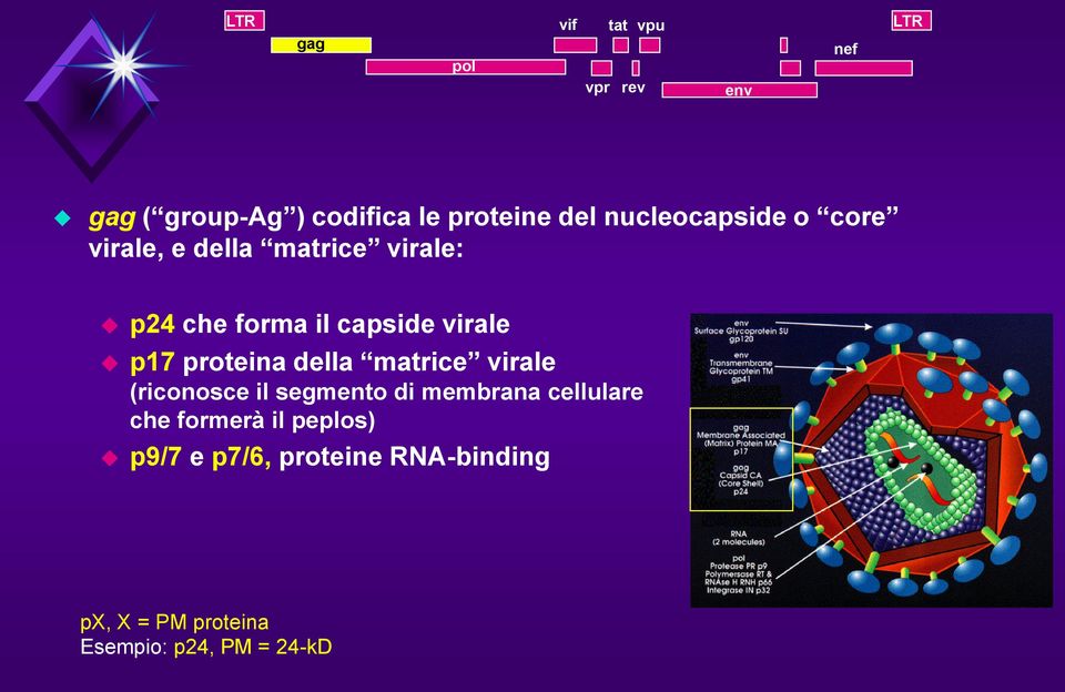 p17 proteina della matrice virale (riconosce il segmento di membrana cellulare che