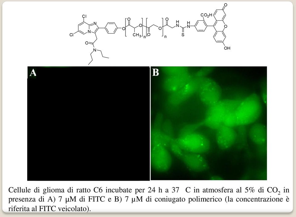 in presenza di A) 7 µm di FITC e B) 7 µm di coniugato