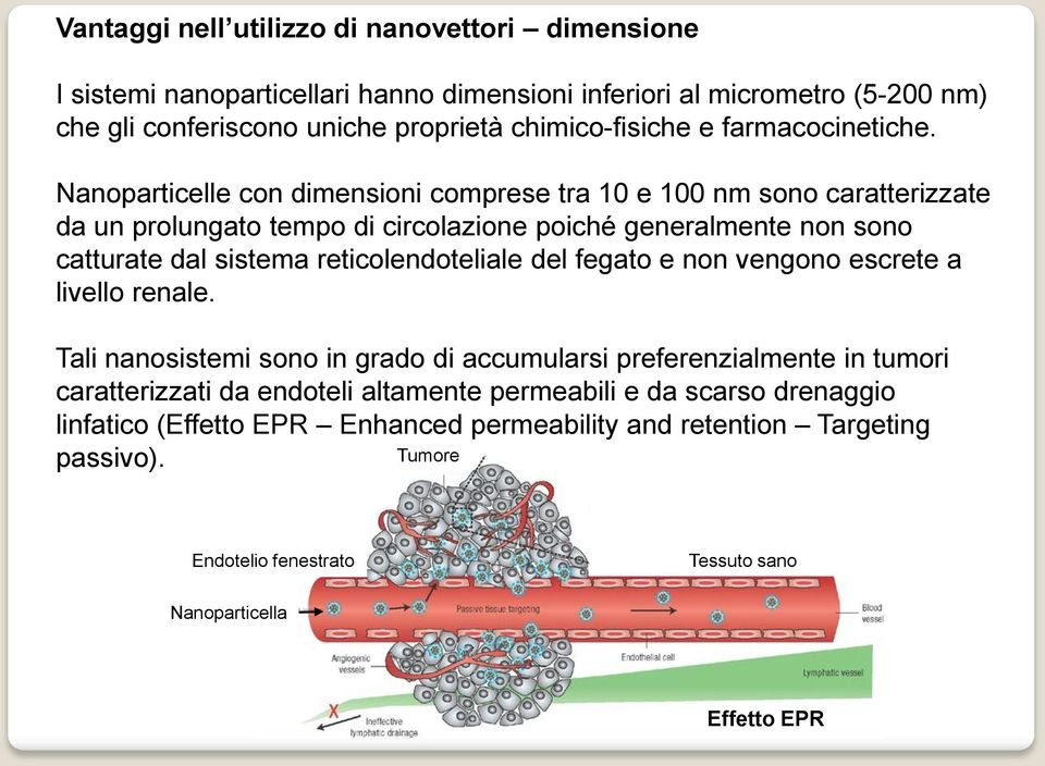 anoparticelle con dimensioni comprese tra 10 e 100 nm sono caratterizzate da un prolungato tempo di circolazione poiché generalmente non sono catturate dal sistema