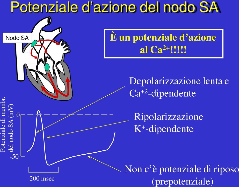 del nodo SA (mv) -50 Depolarizzazione lenta e Ca +2