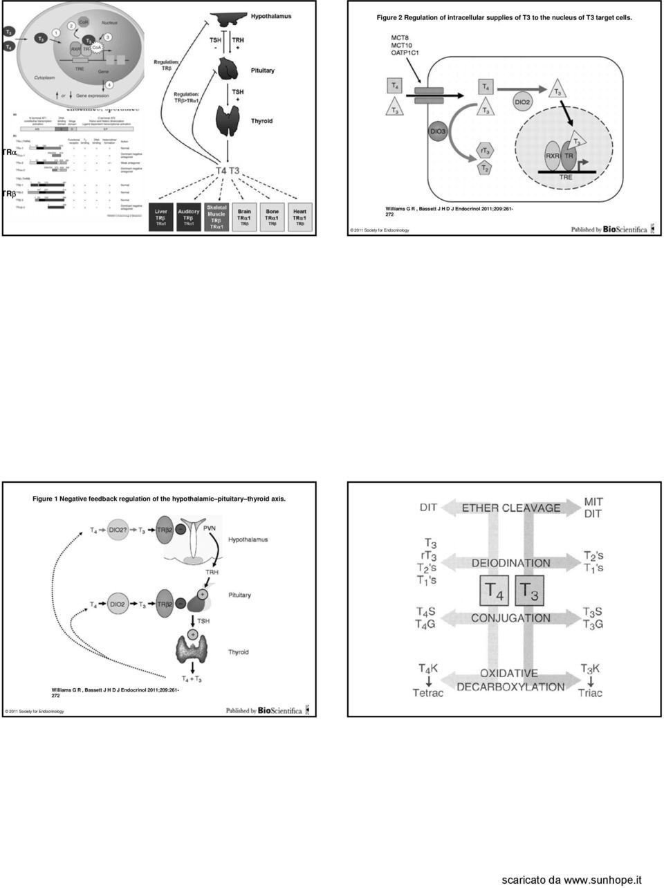 Endocrinology Figure 1 Negative feedback regulation of the hypothalamic pituitary thyroid