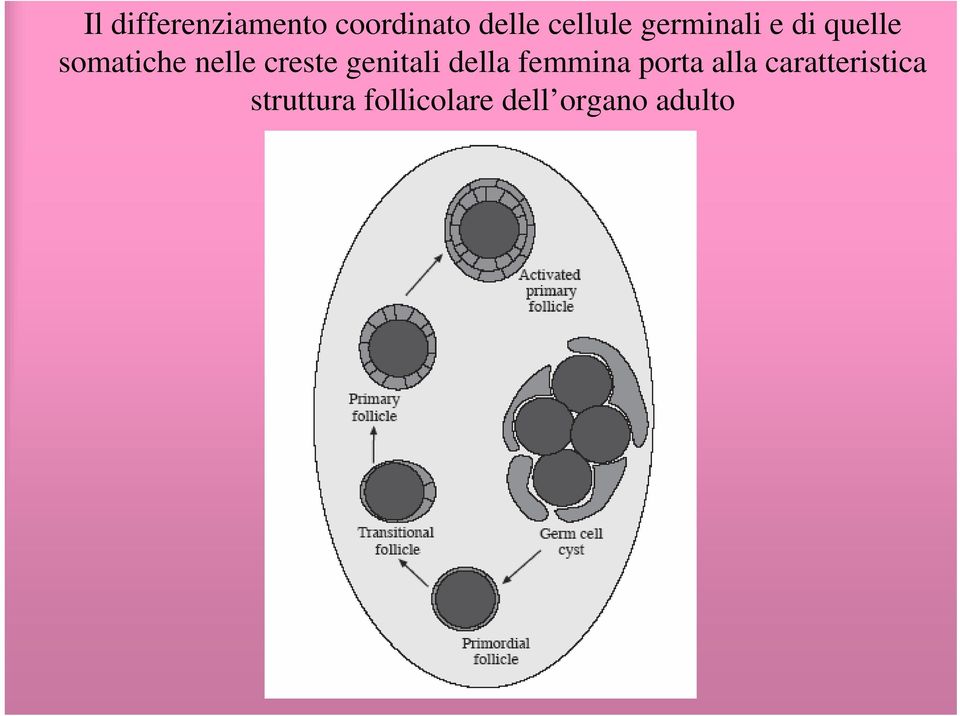 genitali della femmina porta alla