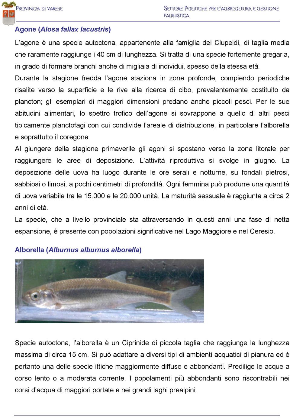 Durante la stagione fredda l agone staziona in zone profonde, compiendo periodiche risalite verso la superficie e le rive alla ricerca di cibo, prevalentemente costituito da plancton; gli esemplari