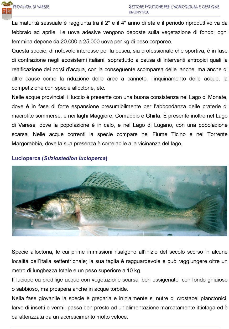 Questa specie, di notevole interesse per la pesca, sia professionale che sportiva, è in fase di contrazione negli ecosistemi italiani, soprattutto a causa di interventi antropici quali la