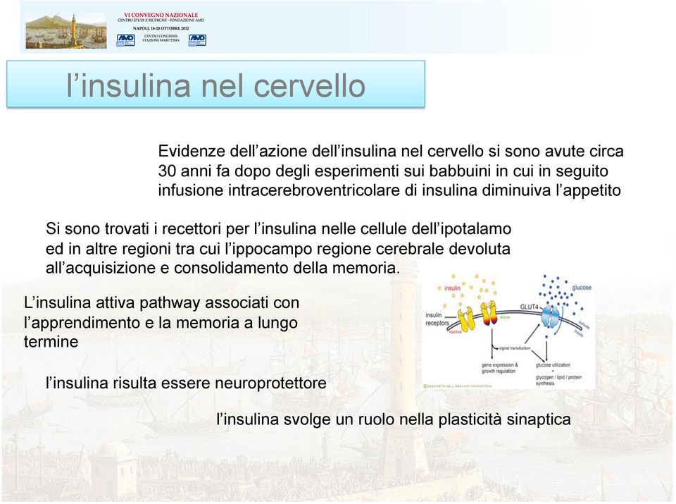 ed in altre regioni tra cui l ippocampo regione cerebrale devoluta all acquisizione e consolidamento della memoria.