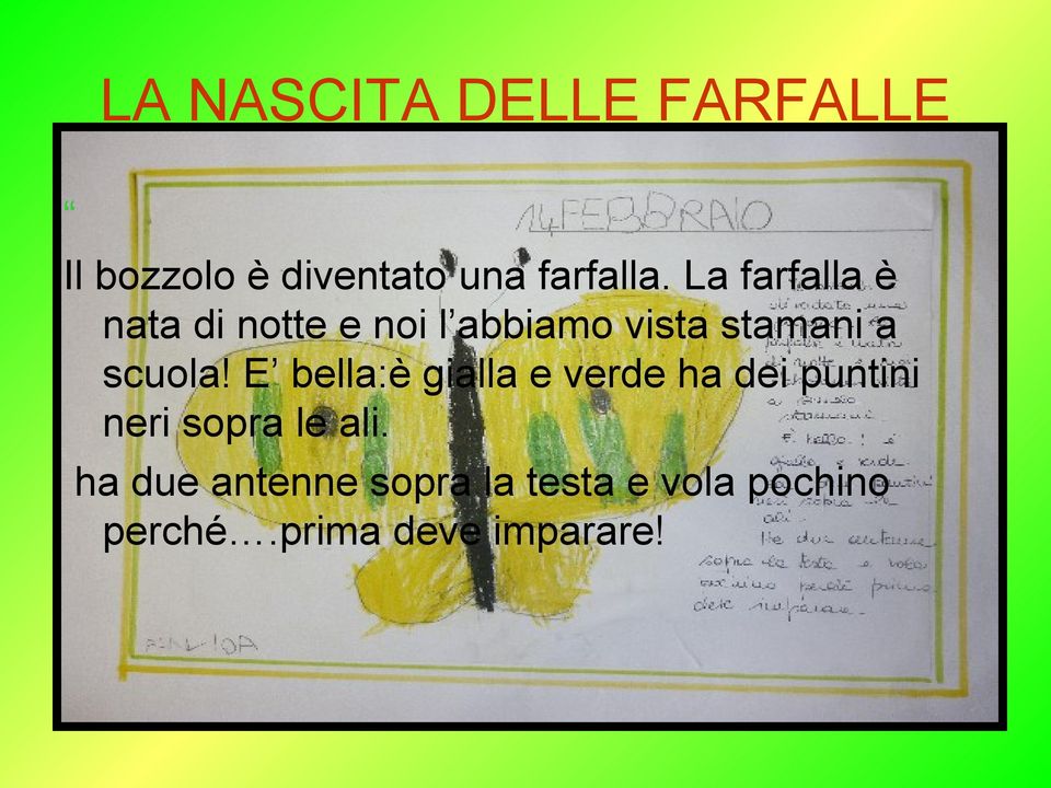 scuola! E bella:è gialla e verde ha dei puntini neri sopra le ali.