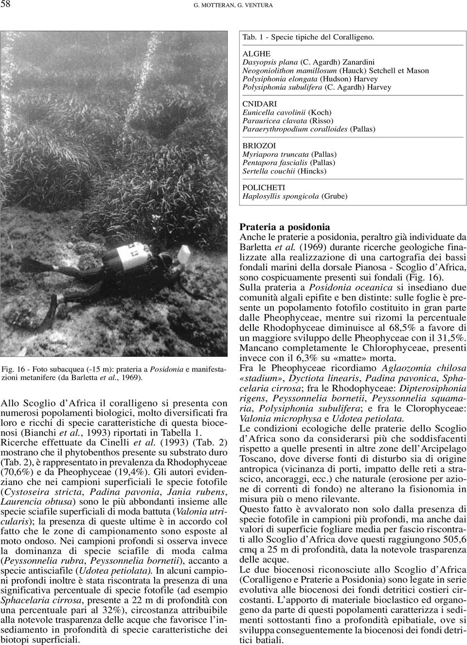 Agardh) Harvey CNIDARI Eunicella cavolinii (Koch) Parauricea clavata (Risso) Paraerythropodium coralloides (Pallas) BRIOZOI Myriapora truncata (Pallas) Pentapora fascialis (Pallas) Sertella couchii