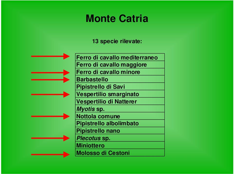 Vespertilio smarginato Vespertilio di Natterer Myotis sp.