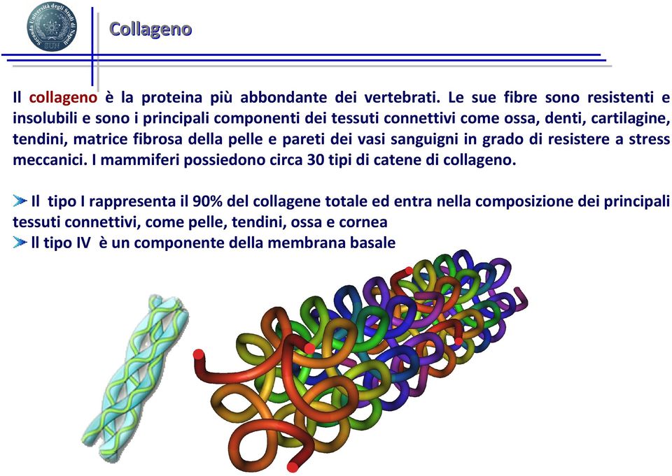 matrice fibrosa della pelle e pareti dei vasi sanguigni in grado di resistere a stress meccanici.