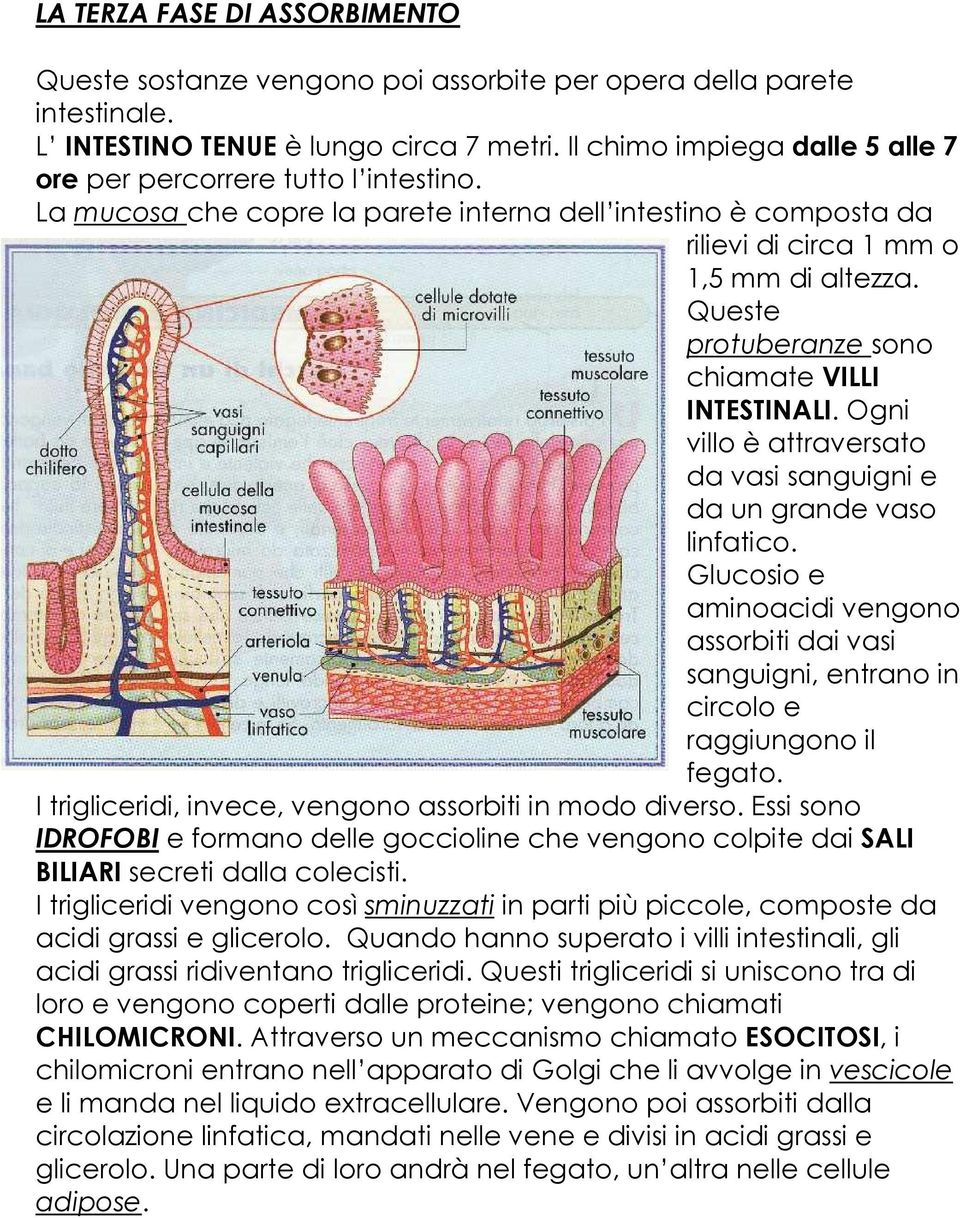 Queste protuberanze sono chiamate VILLI INTESTINALI. Ogni villo è attraversato da vasi sanguigni e da un grande vaso linfatico.