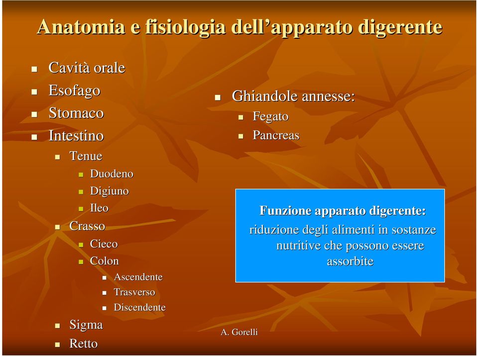 Trasverso Discendente Ghiandole annesse: Fegato Pancreas Funzione apparato