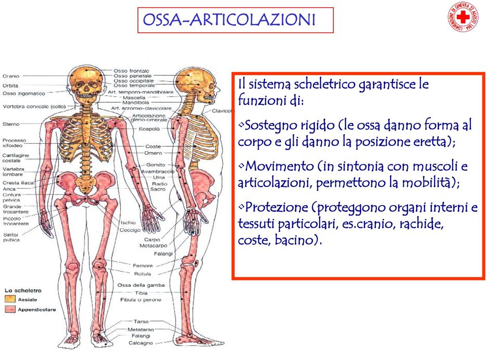 (in sintonia con muscoli e articolazioni, permettono la mobilità); Protezione