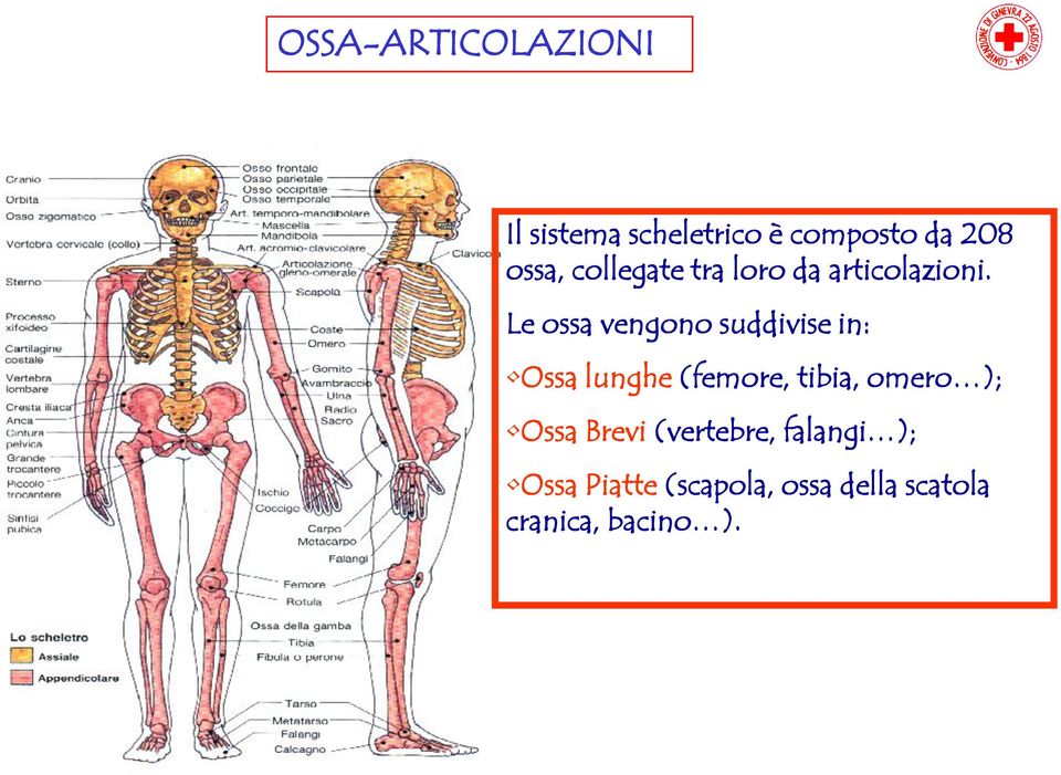 Le ossa vengono suddivise in: Ossa lunghe (femore, tibia, omero