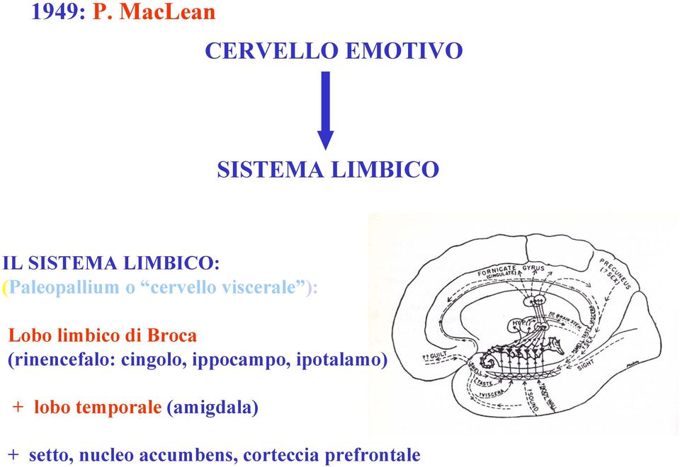 (Paleopallium o cervello viscerale ): Lobo limbico di Broca