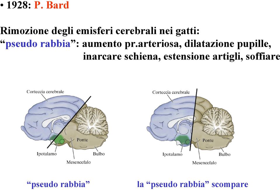 pseudo rabbia : aumento pr.