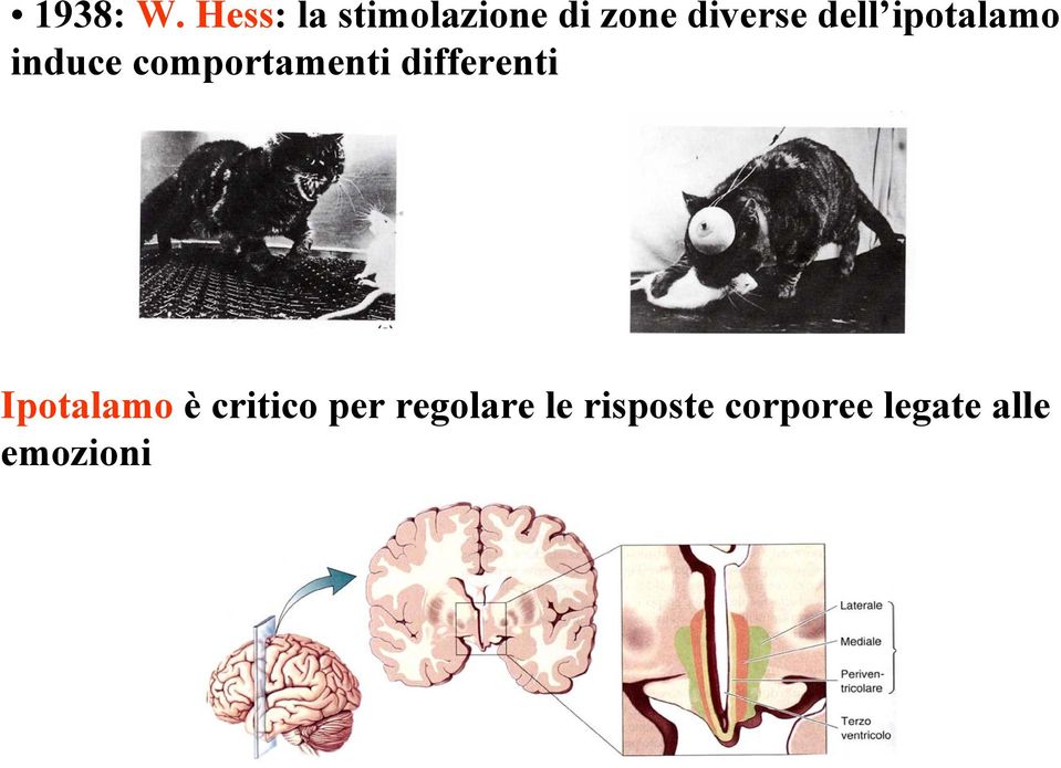 dell ipotalamo induce comportamenti