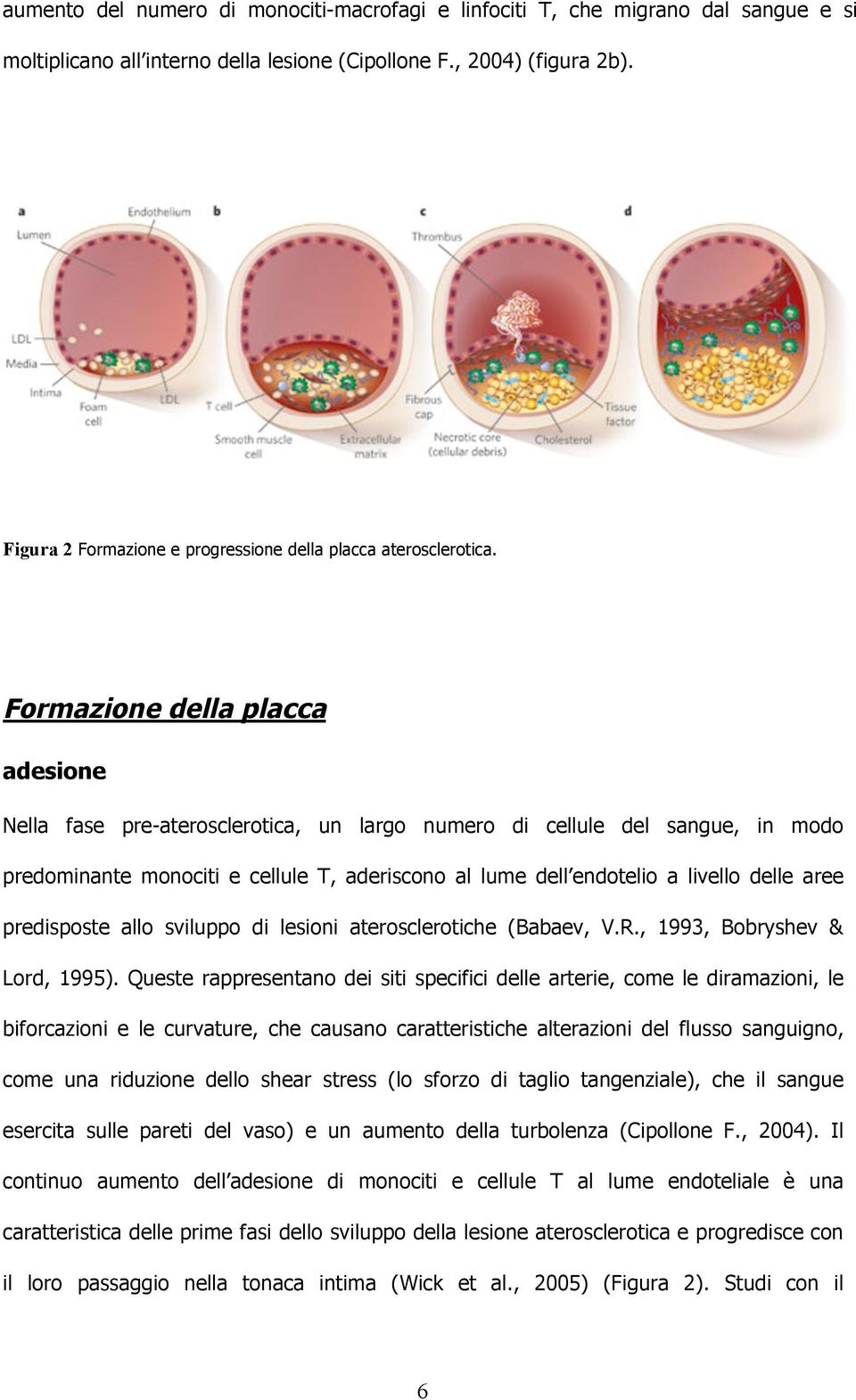 Formazione della placca adesione Nella fase pre-aterosclerotica, un largo numero di cellule del sangue, in modo predominante monociti e cellule T, aderiscono al lume dell endotelio a livello delle