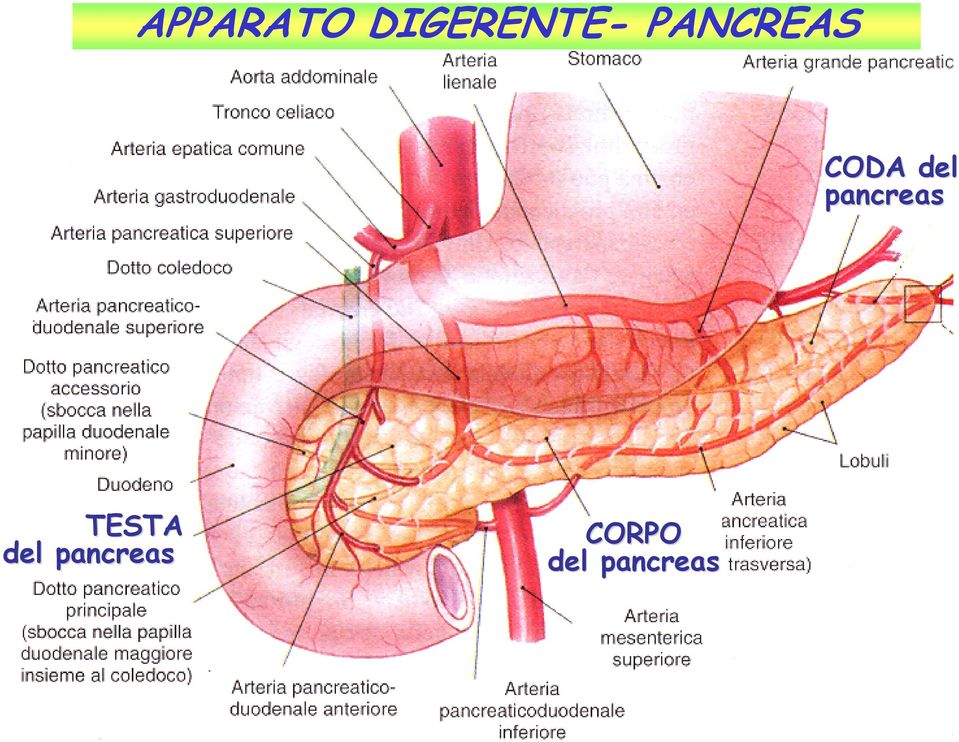 pancreas TESTA del