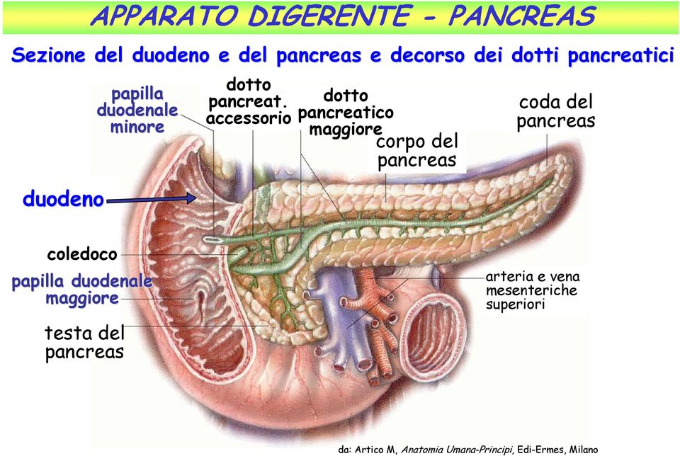 accessorio dotto pancreatico maggiore corpo del pancreas coda del pancreas coledoco papilla