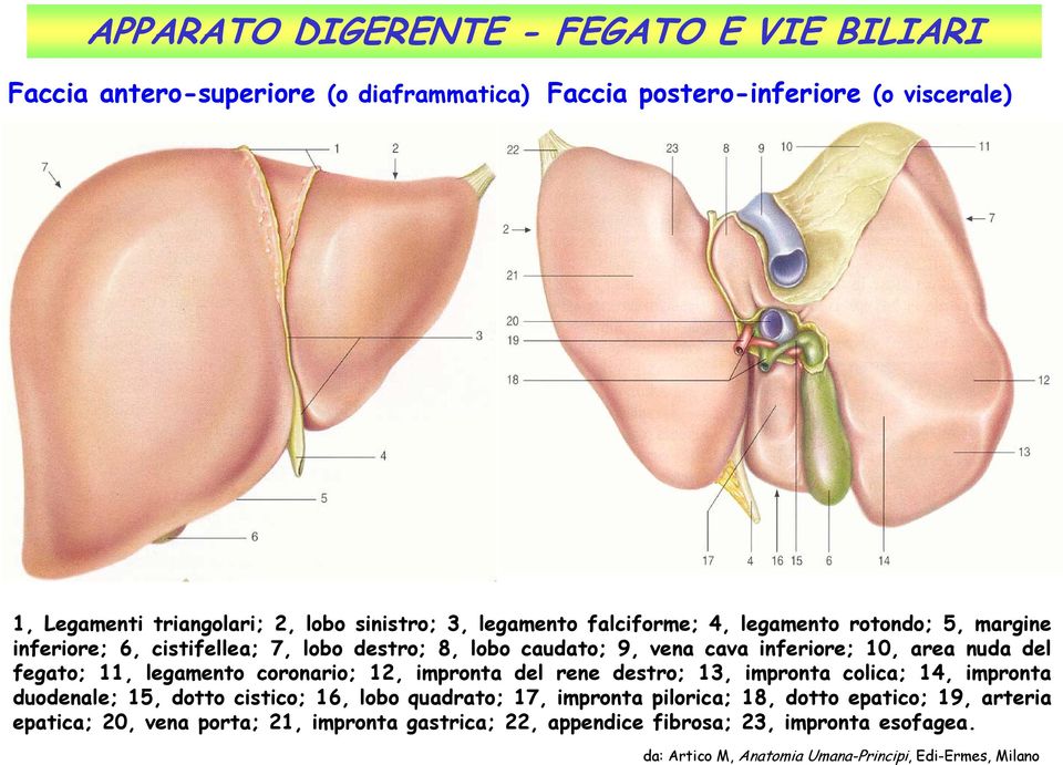 legamento coronario; 12, impronta del rene destro; 13, impronta colica; 14, impronta duodenale; 15, dotto cistico; 16, lobo quadrato; 17, impronta pilorica; 18, dotto