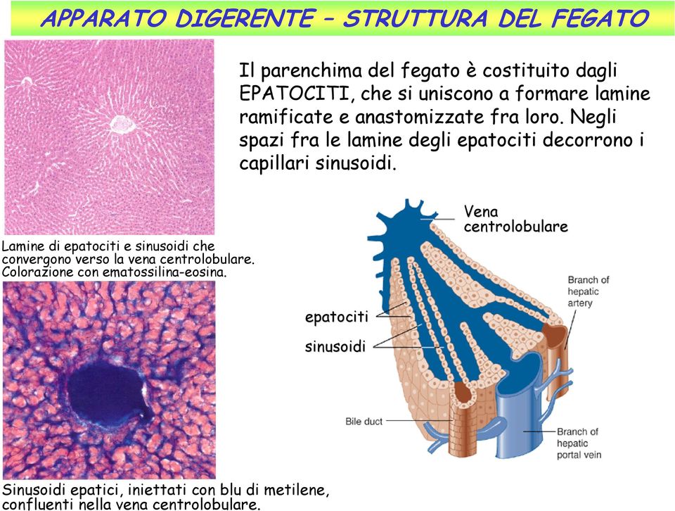 Lamine di epatociti e sinusoidi che convergono verso la vena centrolobulare. Colorazione con ematossilina-eosina.