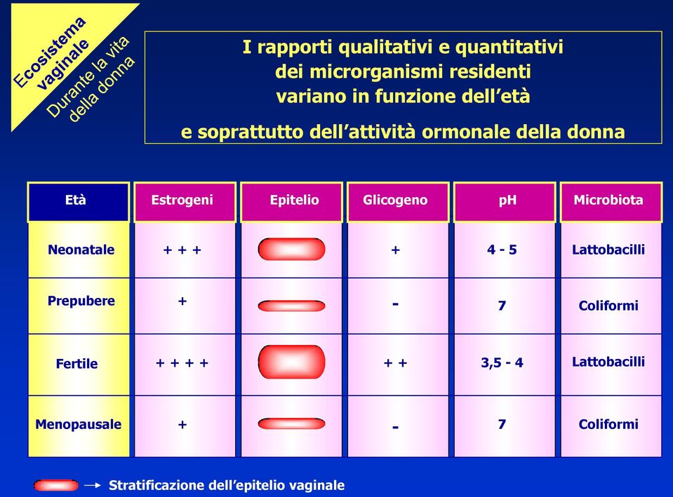 ph Microbiota Neonatale + + + + 4-5 Lattobacilli Prepubere + - 7 Coliformi Fertile + + + +