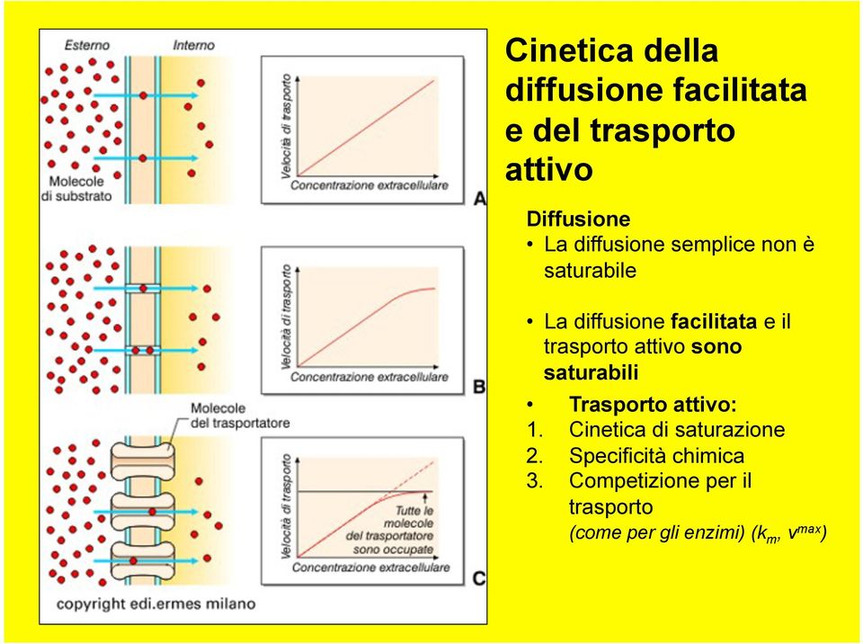 attivo sono saturabili Trasporto attivo: 1. Cinetica di saturazione 2.