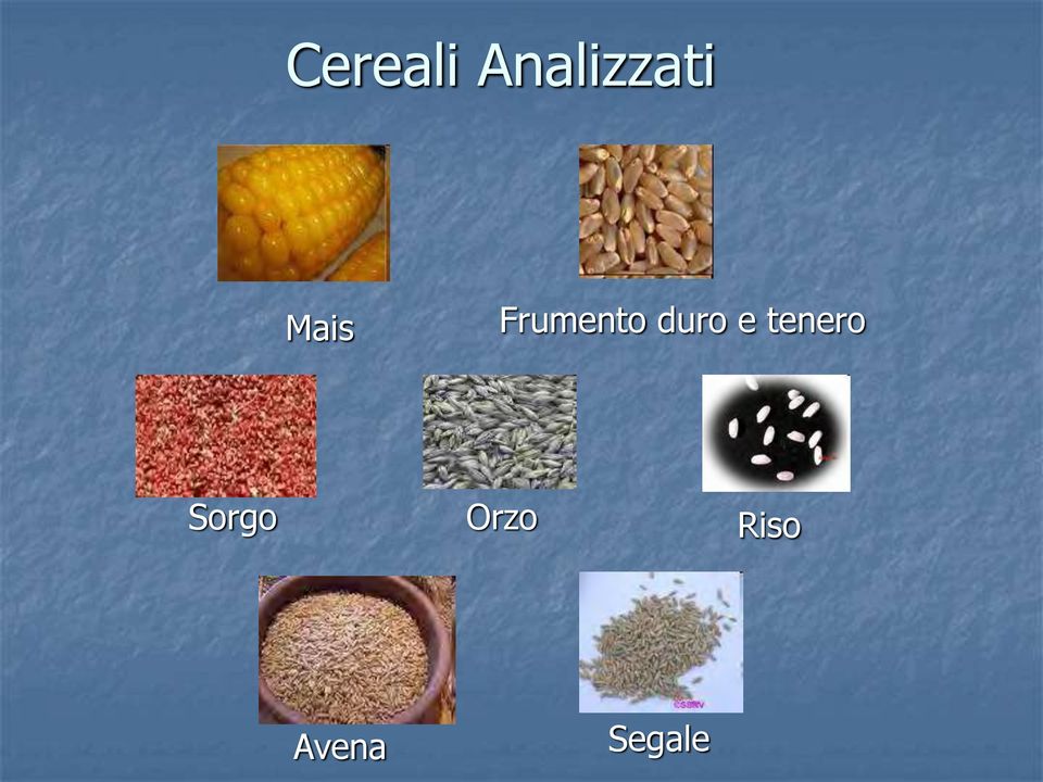 e tenero Sorgo