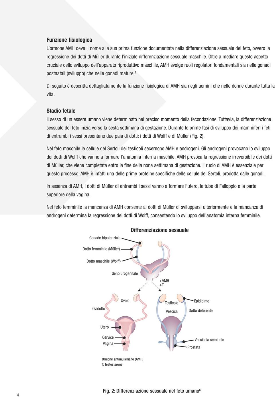 Oltre a mediare questo aspetto cruciale dello sviluppo dell apparato riproduttivo maschile, AMH svolge ruoli regolatori fondamentali sia nelle gonadi postnatali (sviluppo) che nelle gonadi mature.