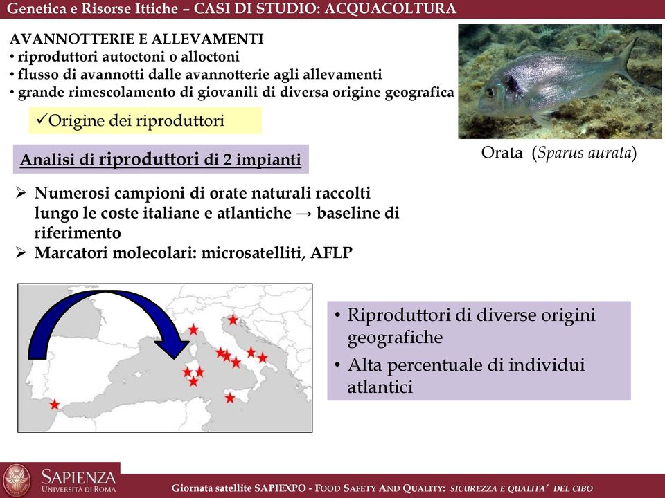 riproduttori di 2 impianti Orata (Sparus aurata) Numerosi campioni di orate naturali raccolti lungo le coste italiane e atlantiche