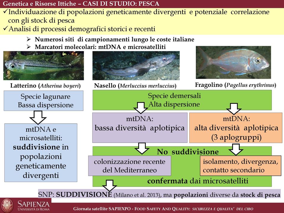 suddivisione in popolazioni geneticamente divergenti Nasello (Merluccius merluccius) Specie demersali Alta dispersione mtdna: bassa diversità aplotipica colonizzazione recente del Mediterraneo No