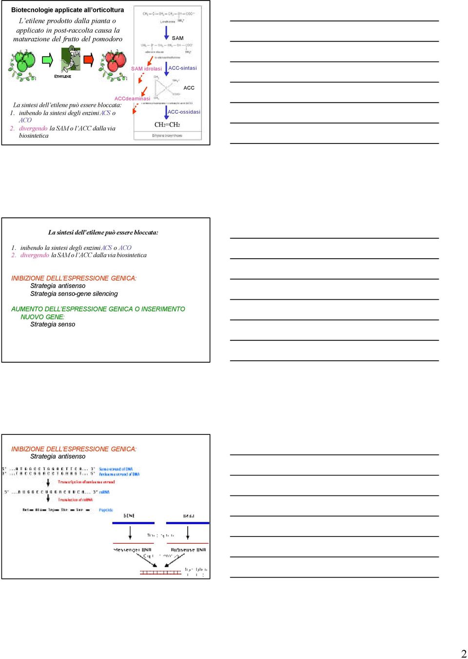 divergendo la o l dalla via biosintetica La sintesi dell etilene può essere bloccata: 1. inibendo la sintesi degli enzimi ACS o ACO 2.