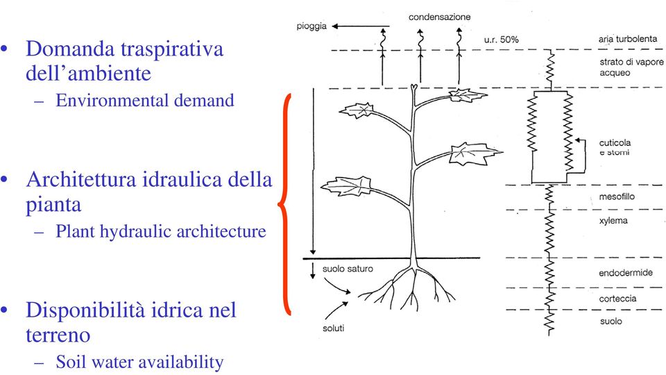 della pianta Plant hydraulic architecture