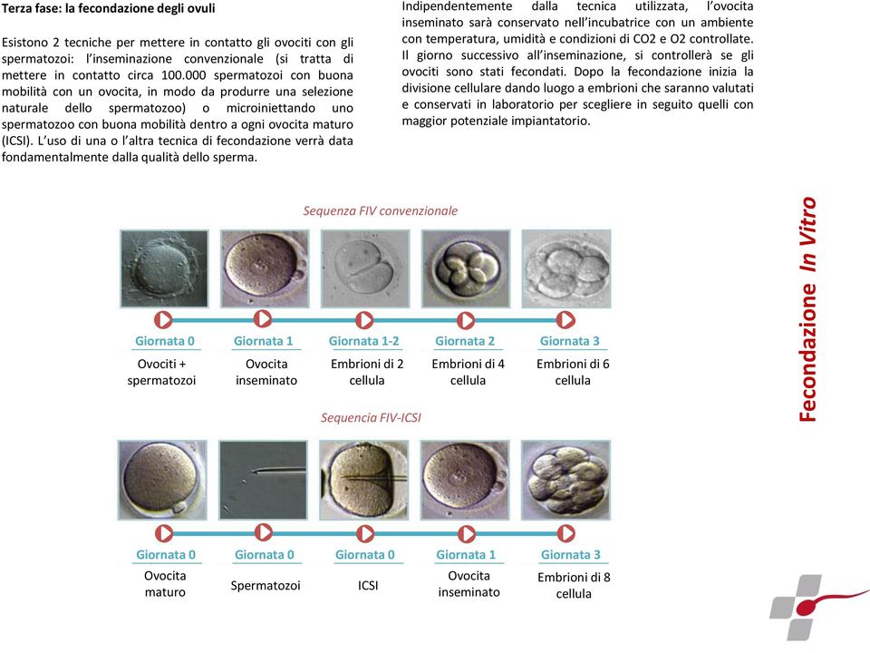 (ICSI). L uso di una o l altra tecnica di fecondazione verrà data fondamentalmente dalla qualità dello sperma.