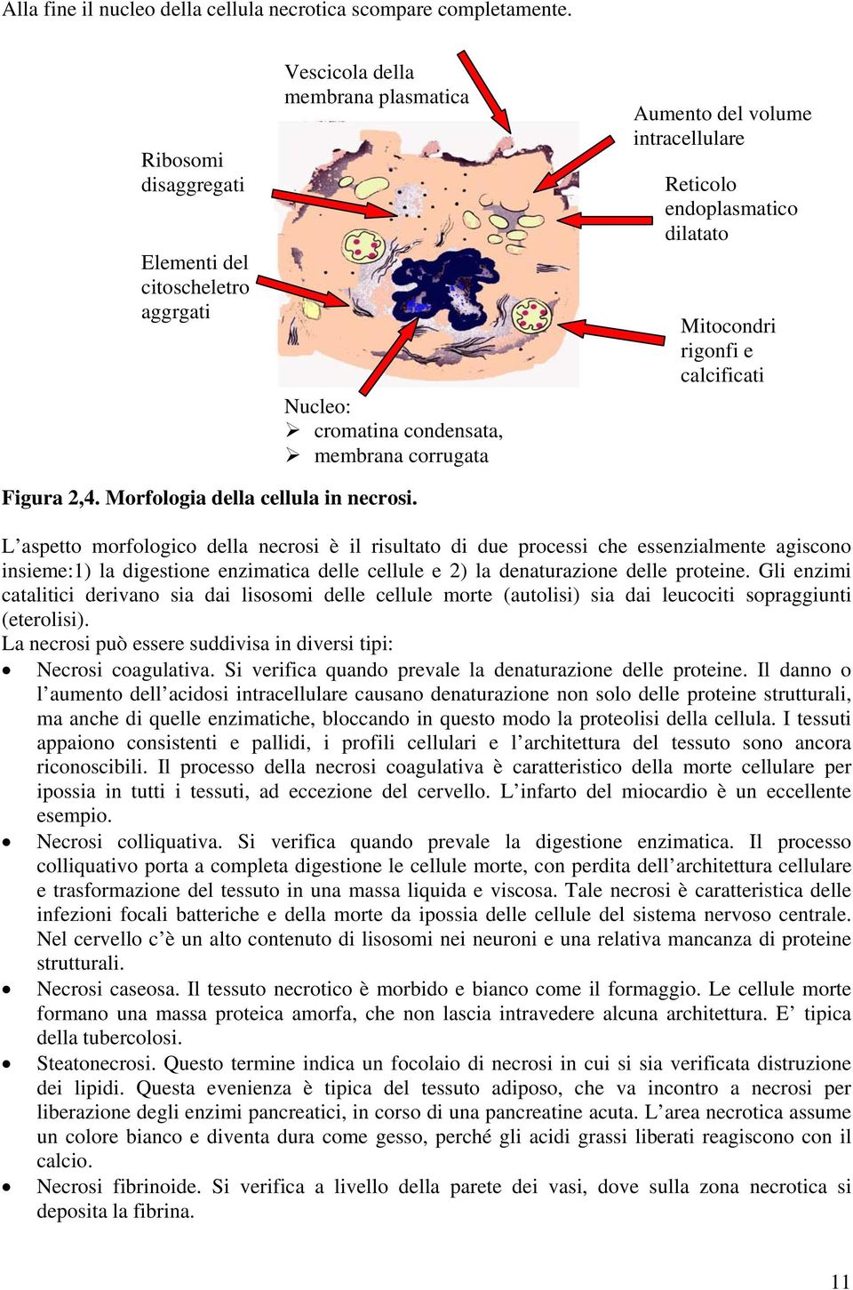 endoplasmatico dilatato Mitocondri rigonfi e calcificati Figura 2,4. Morfologia della cellula in necrosi.