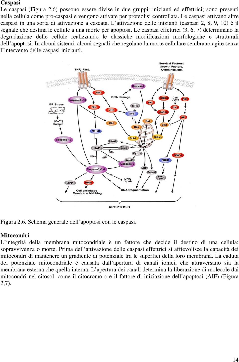 Le caspasi effettrici (3, 6, 7) determinano la degradazione delle cellule realizzando le classiche modificazioni morfologiche e strutturali dell apoptosi.