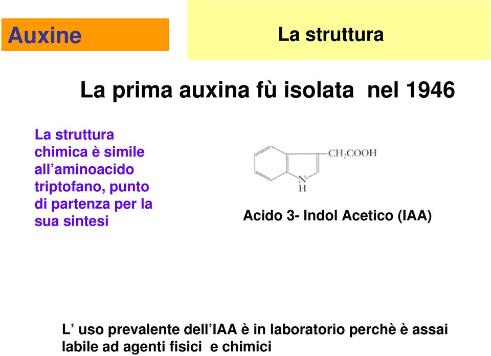 partenza per la sua sintesi Acido 3- Indol Acetico (IAA) L uso