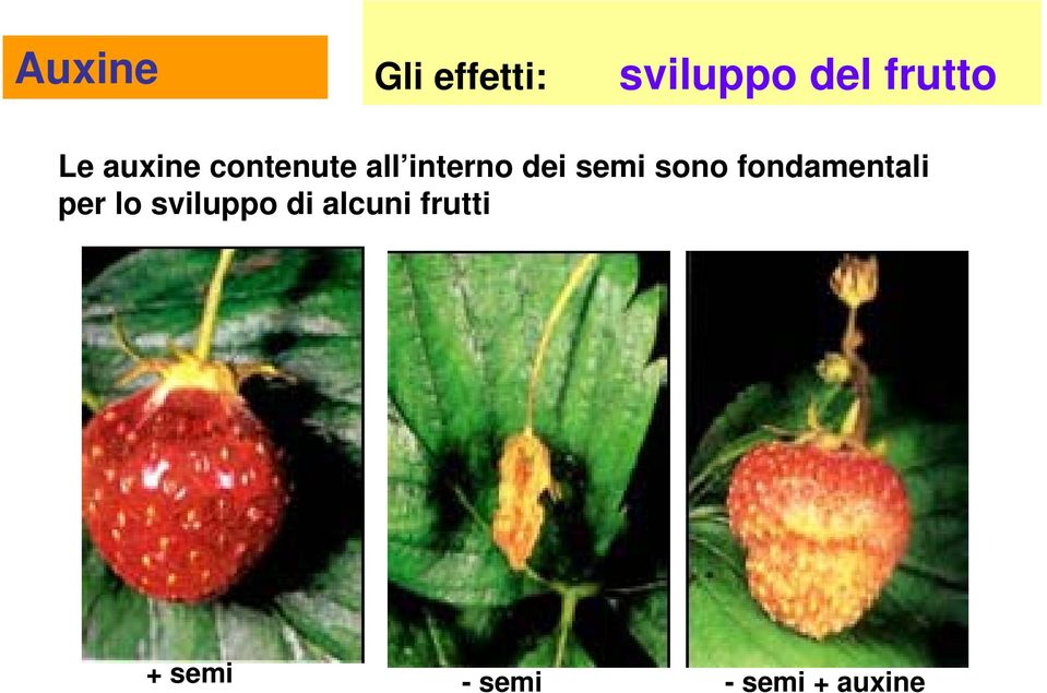 sono fondamentali per lo sviluppo di