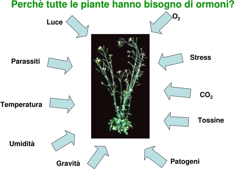 Luce O 2 Parassiti Stress