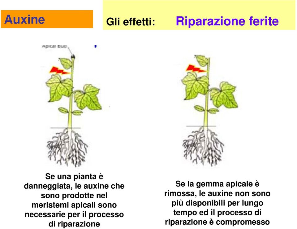 processo di riparazione Se la gemma apicale è rimossa, le auxine non