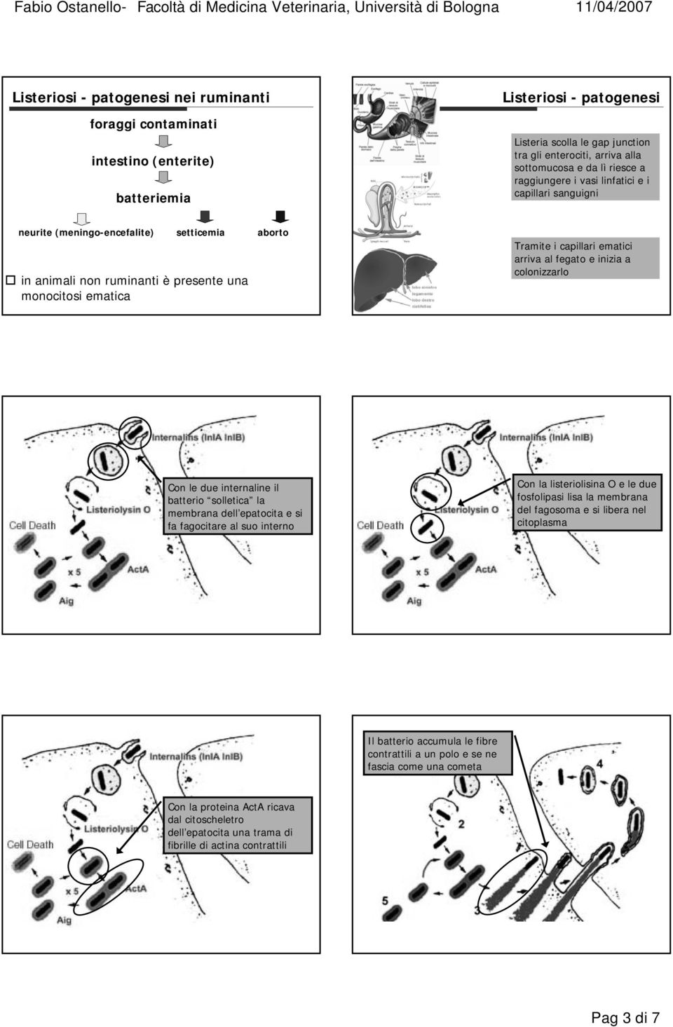 arriva al fegato e inizia a colonizzarlo Con le due internaline il batterio solletica la membrana dell epatocita e si fa fagocitare al suo interno Con la listeriolisina O e le due fosfolipasi lisa la