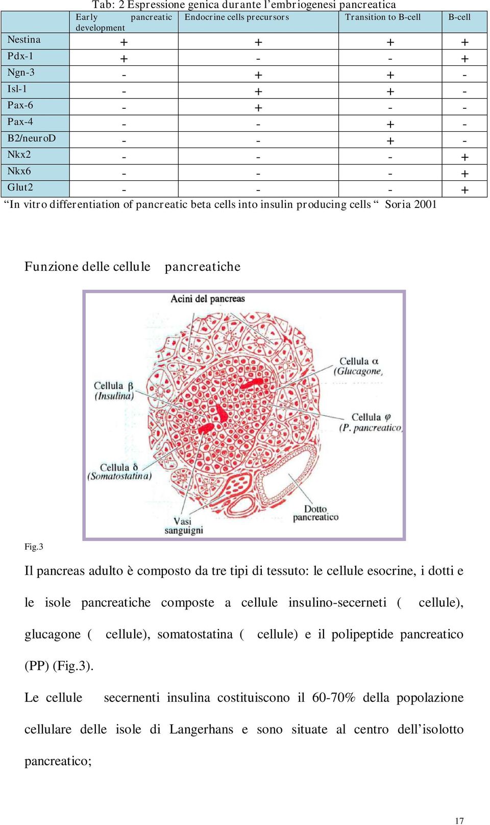 cellule β pancreatiche Fig.