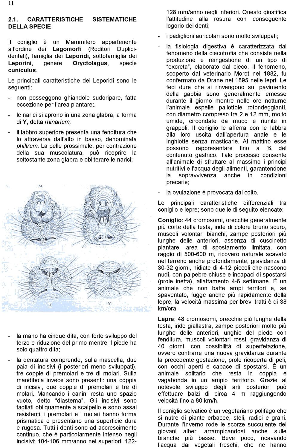 Leporidi, sottofamiglia dei Leporini, genere Oryctolagus, specie cuniculus.