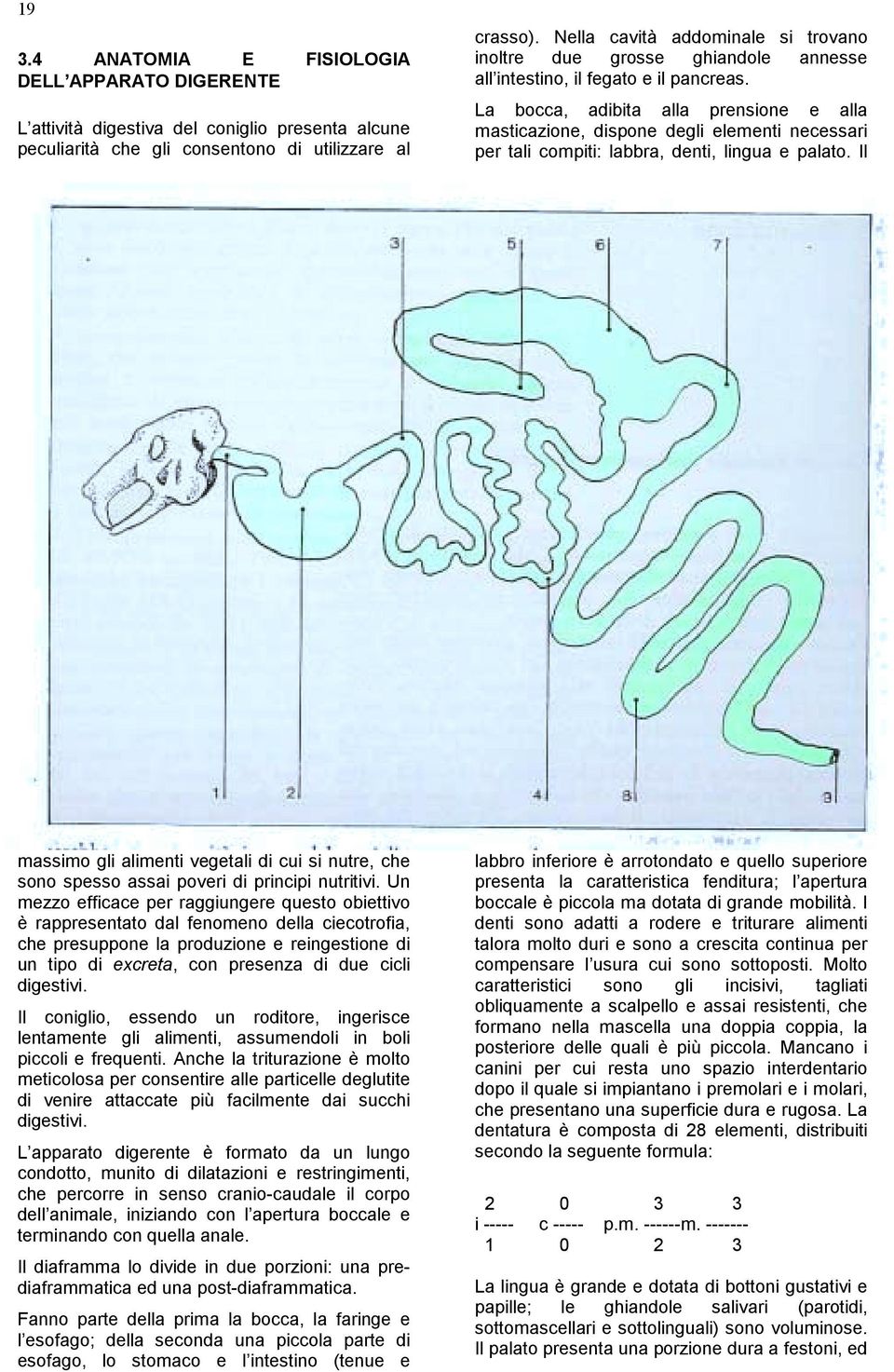 La bocca, adibita alla prensione e alla masticazione, dispone degli elementi necessari per tali compiti: labbra, denti, lingua e palato.