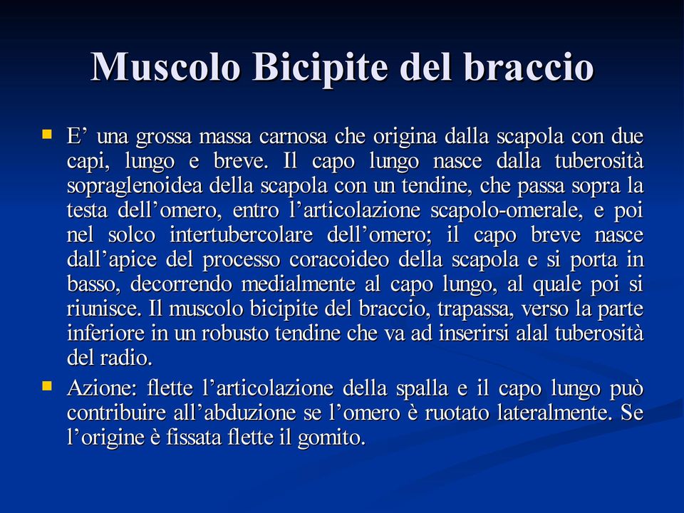 dell omero; il capo breve nasce dall apice del processo coracoideo della scapola e si porta in basso, decorrendo medialmente al capo lungo, al quale poi si riunisce.