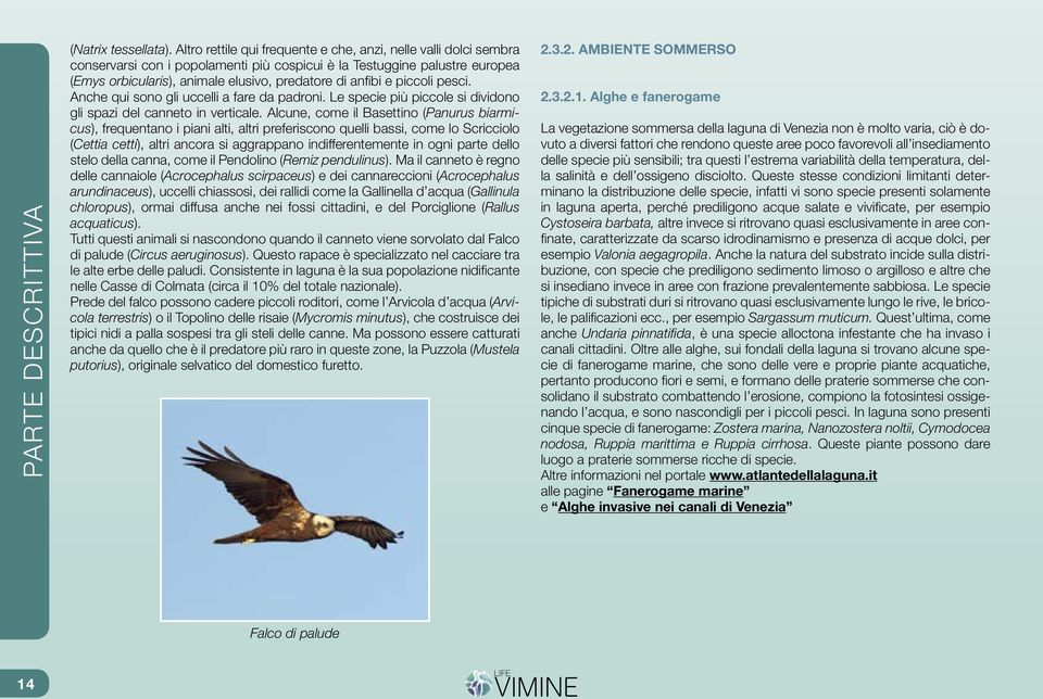 e piccoli pesci. Anche qui sono gli uccelli a fare da padroni. Le specie più piccole si dividono gli spazi del canneto in verticale.