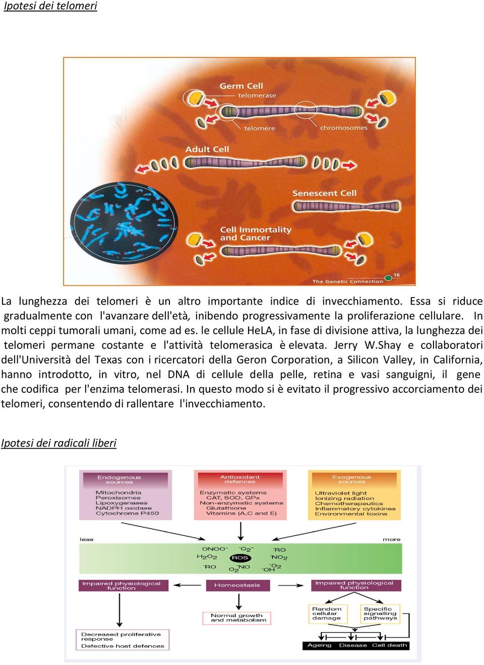 le cellule HeLA, in fase di divisione attiva, la lunghezza dei telomeri permane costante e l'attività telomerasica è elevata. Jerry W.