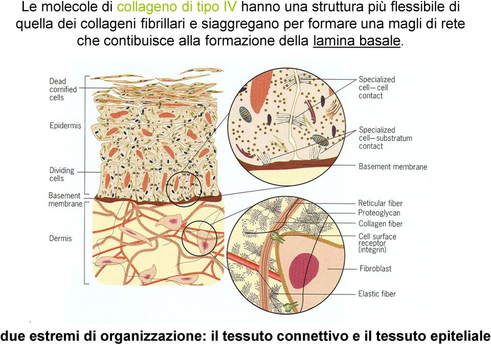 formare una magli di rete che contibuisce alla formazione della