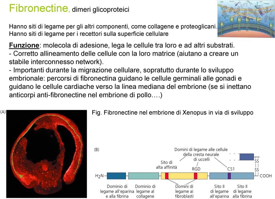 - Corretto allineamento delle cellule con la loro matrice (aiutano a creare un stabile interconnesso network).