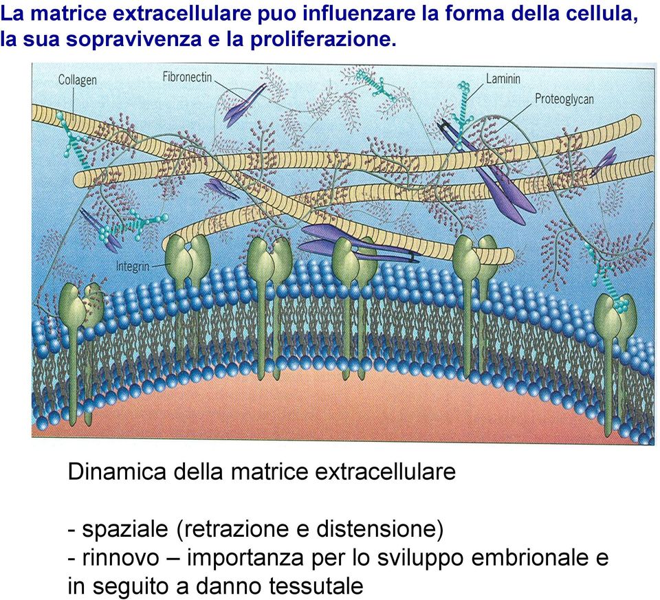 Dinamica della matrice extracellulare - spaziale (retrazione e